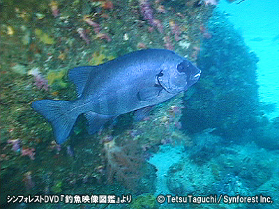 縮小表示・クリックで拡大／南房総・水深20メートルにいたクチグロと呼ばれるイシダイの老成魚