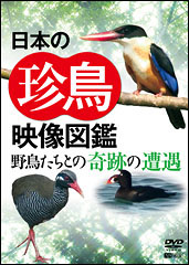 DVD］日本の珍鳥 映像図鑑 | シンフォレスト公式サイト