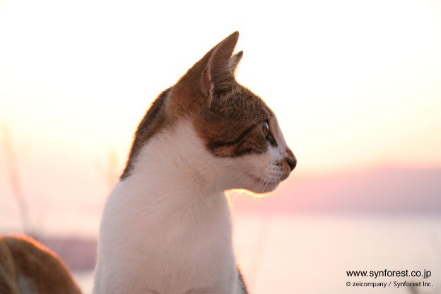 DVD］エーゲ海・猫たち楽園の島々 | シンフォレスト公式サイト